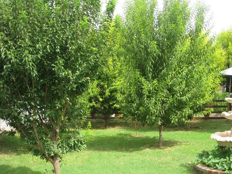 Establishing your garden orchard