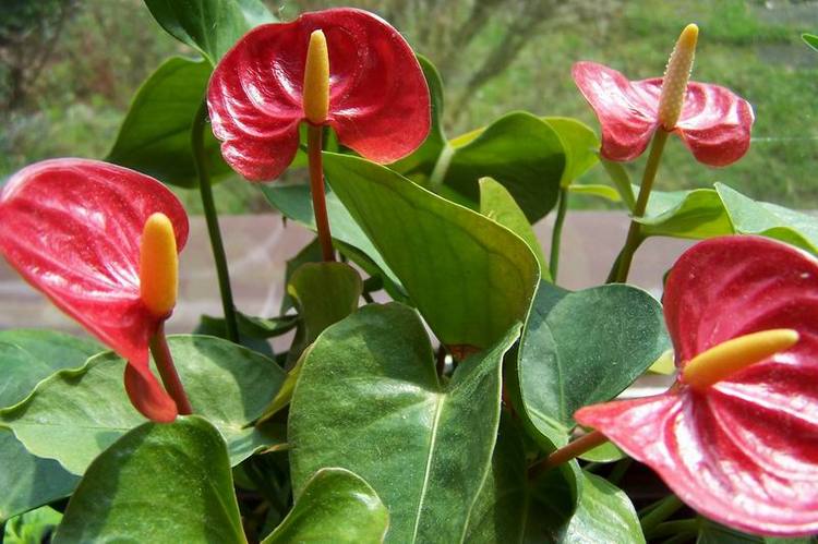 The painter’s palette, a tropical gem