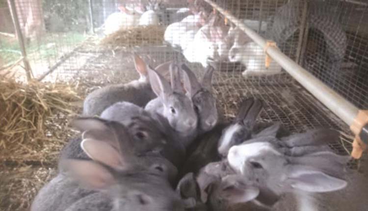 Demystifying rabbit farming