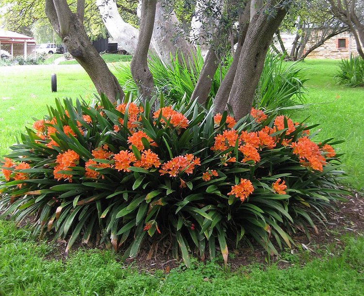 The bulbs in your garden