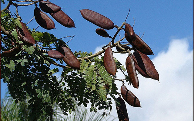 Many uses of the leopard tree