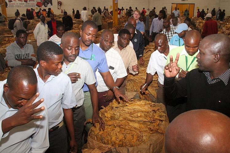 NEW: TIMB blacklists 448 tobacco farmers for side-marketing