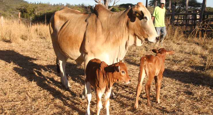 ‘Holy cow’ births to twins