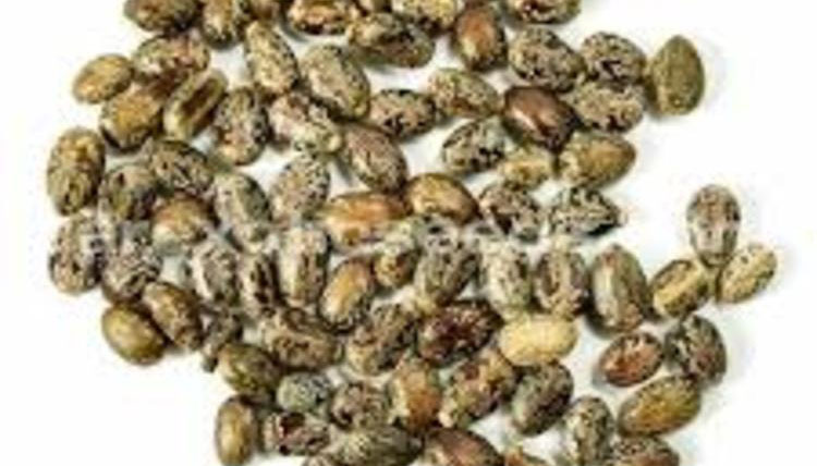 Castor beans to oil the future