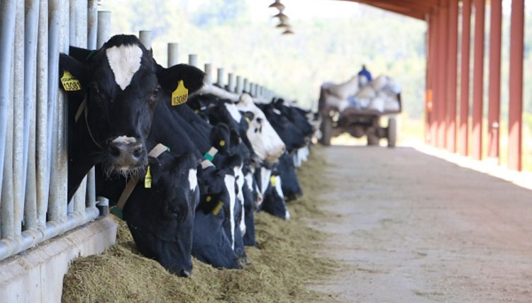 Farmers to benefit from e-livestock tracing system