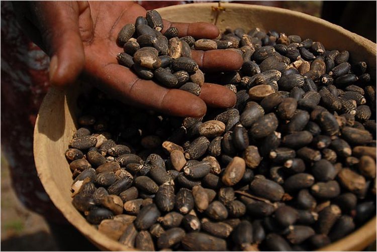 Jatropha biodiesel project back on track