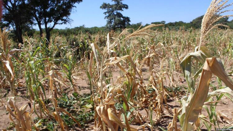 Climate change: A struggle for small-scale farmers