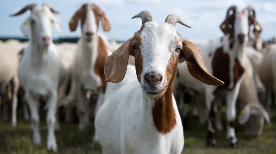 Common goat diseases, their remedies