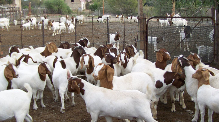 After birth care for boer goat