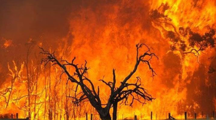 NEW: Veld fires destroy 507 819 hectares