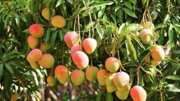 Govt efforts in food security commendable