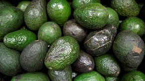 High costs hamper horticultural exports