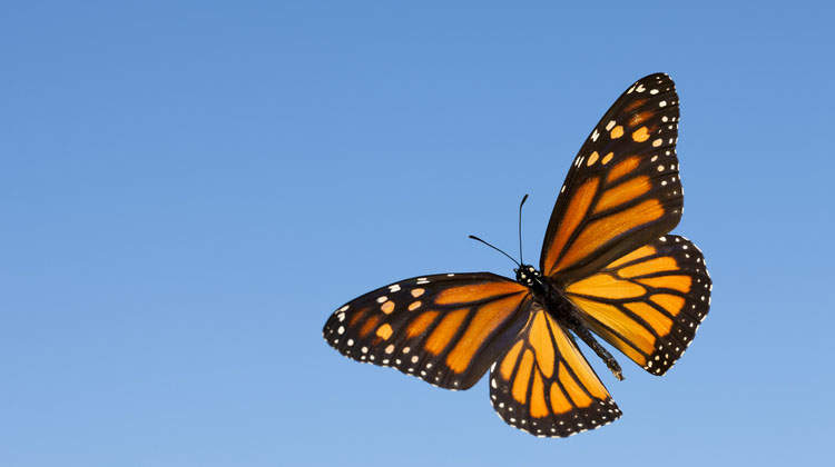 Embrace the butterfly phenomenon