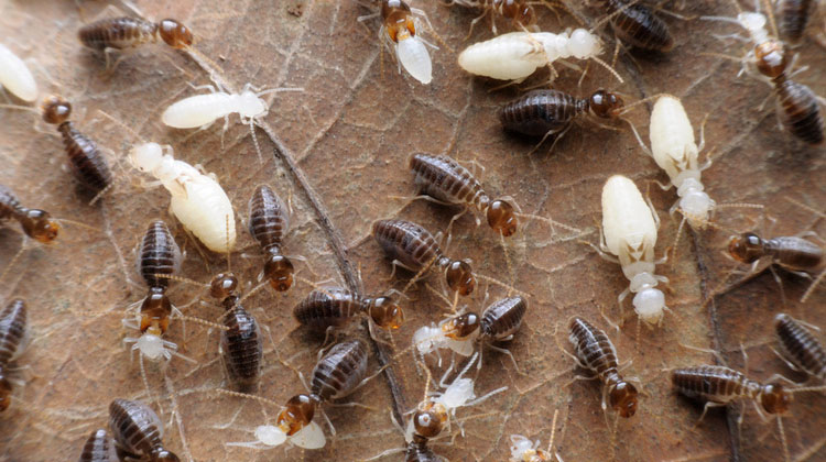 Can insects save the world?