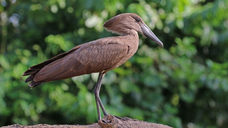 The mystical bird