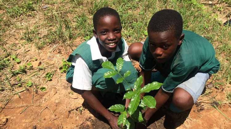 Win cash, trees for your school