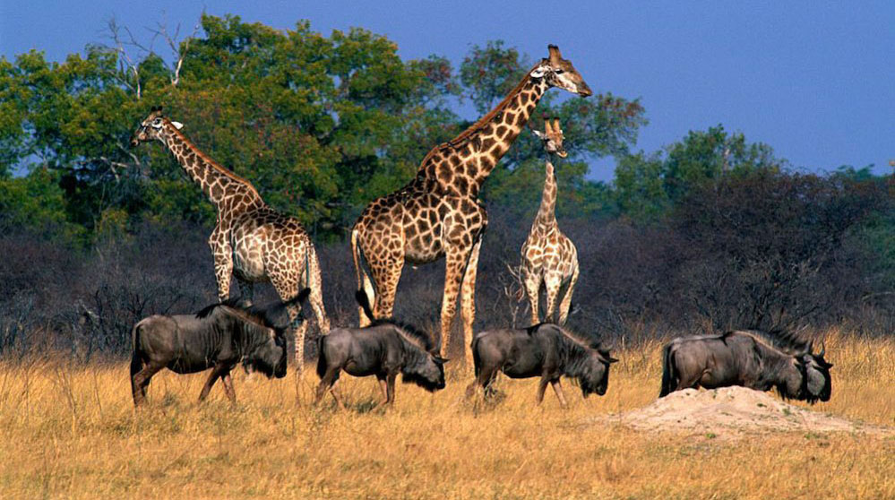 Communities are integral to wildlife management