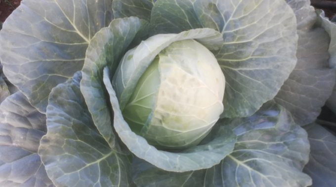 How to manage cabbages