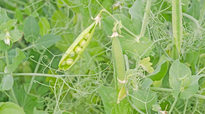 Why not try peas?