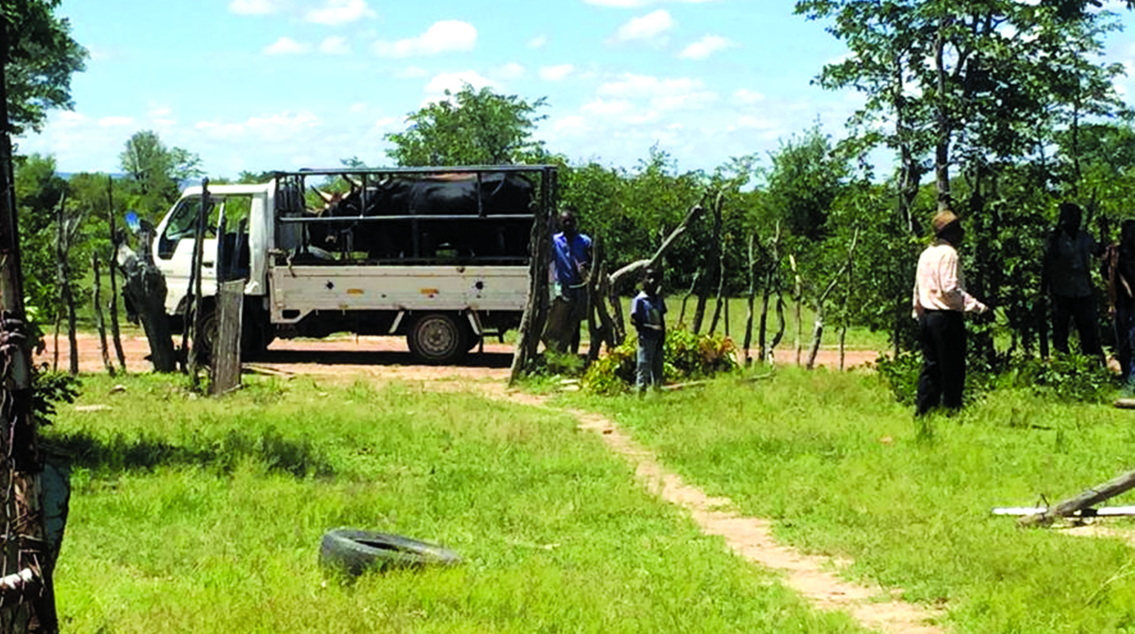 A conveyor belt of diseased meat …Sophisticated trafficking rings emerge