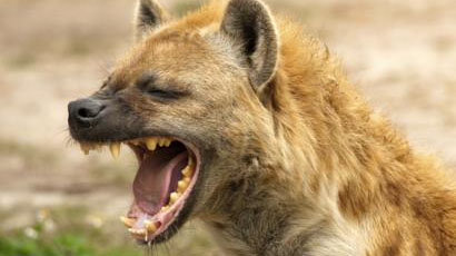 Hyena fights mental illness?