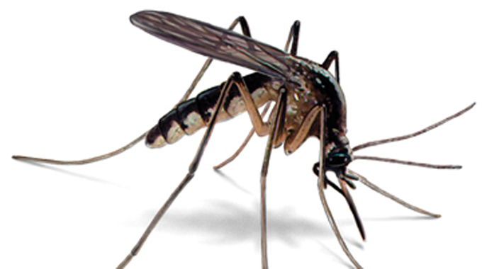 Plasmodium falciparum: “the most deadly malaria parasite”
