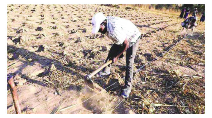 Unpacking Pfumvudza: Solution to stop grain imports