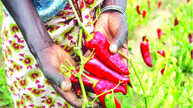 Zim’s potential for exporting paprika