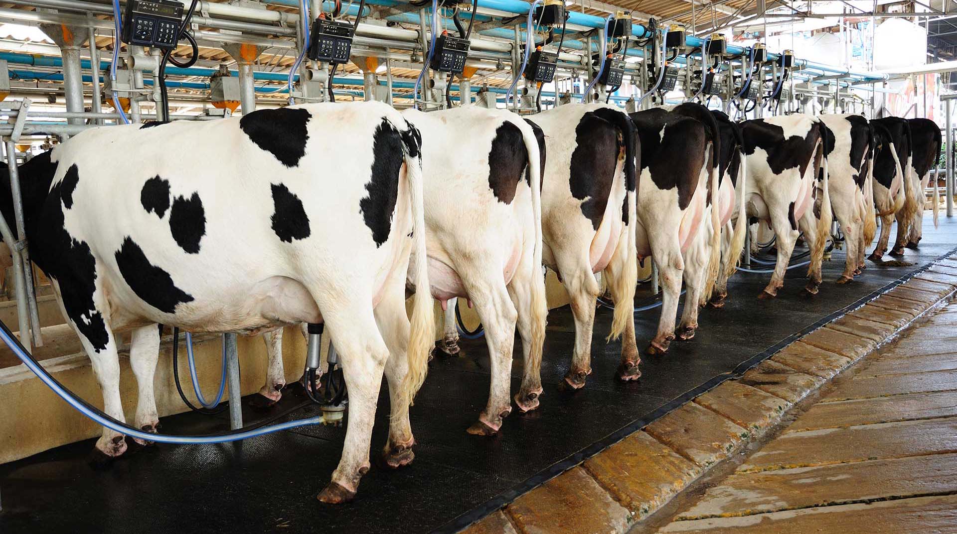 NEW: Boost for dairy sector
