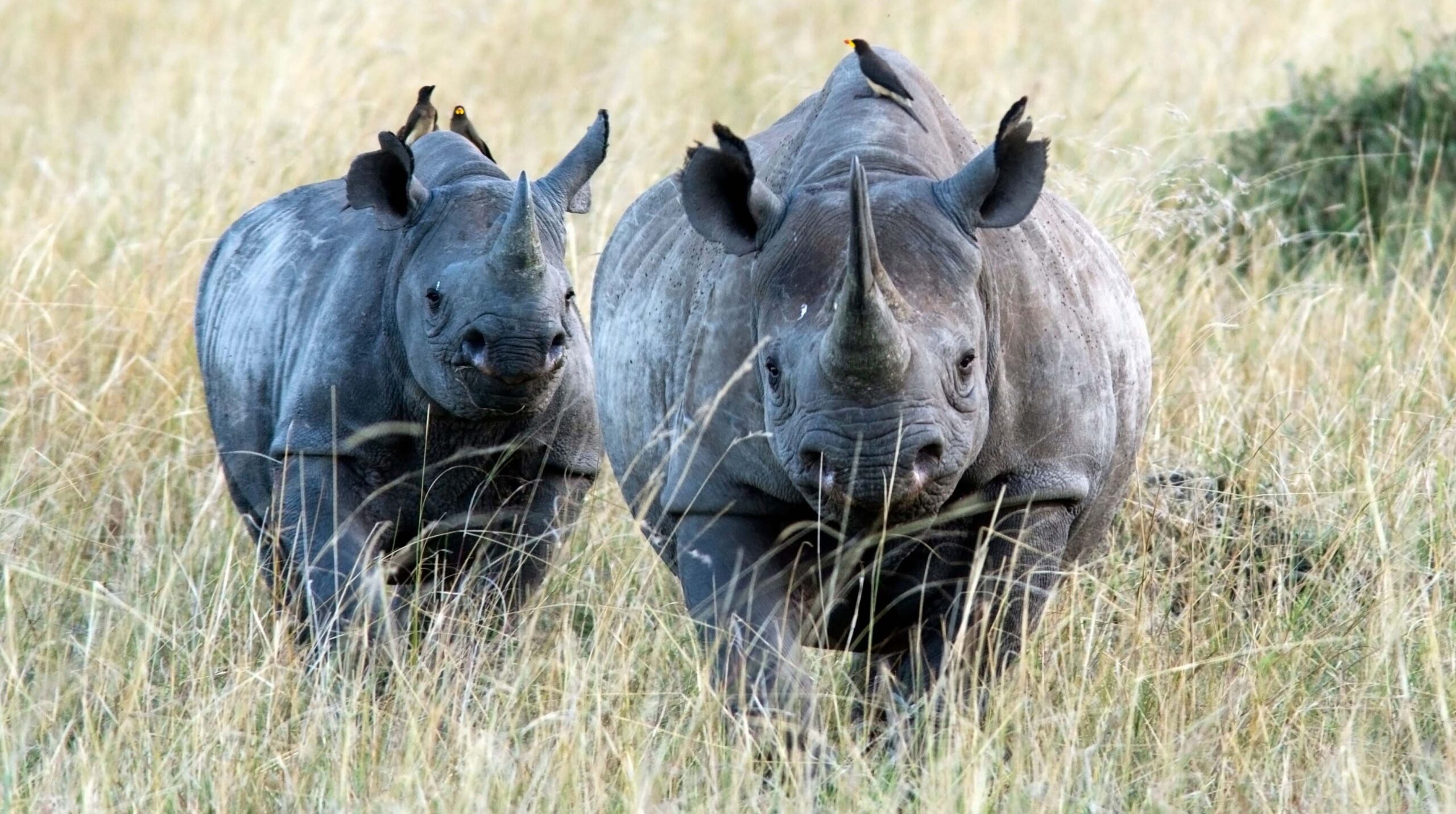 All hands on deck against rhino poaching