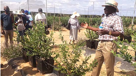 From corporate boardroom to farming