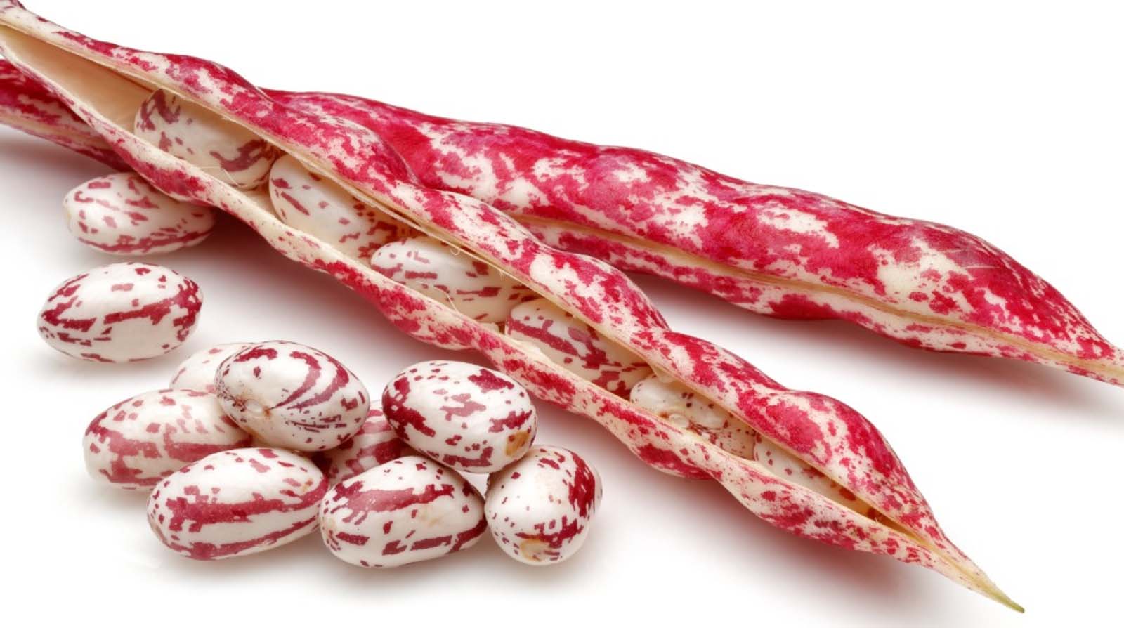 Dos and dont’s for common bean planting