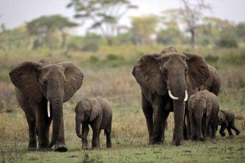 NEW: ‘United African front important for CITES’
