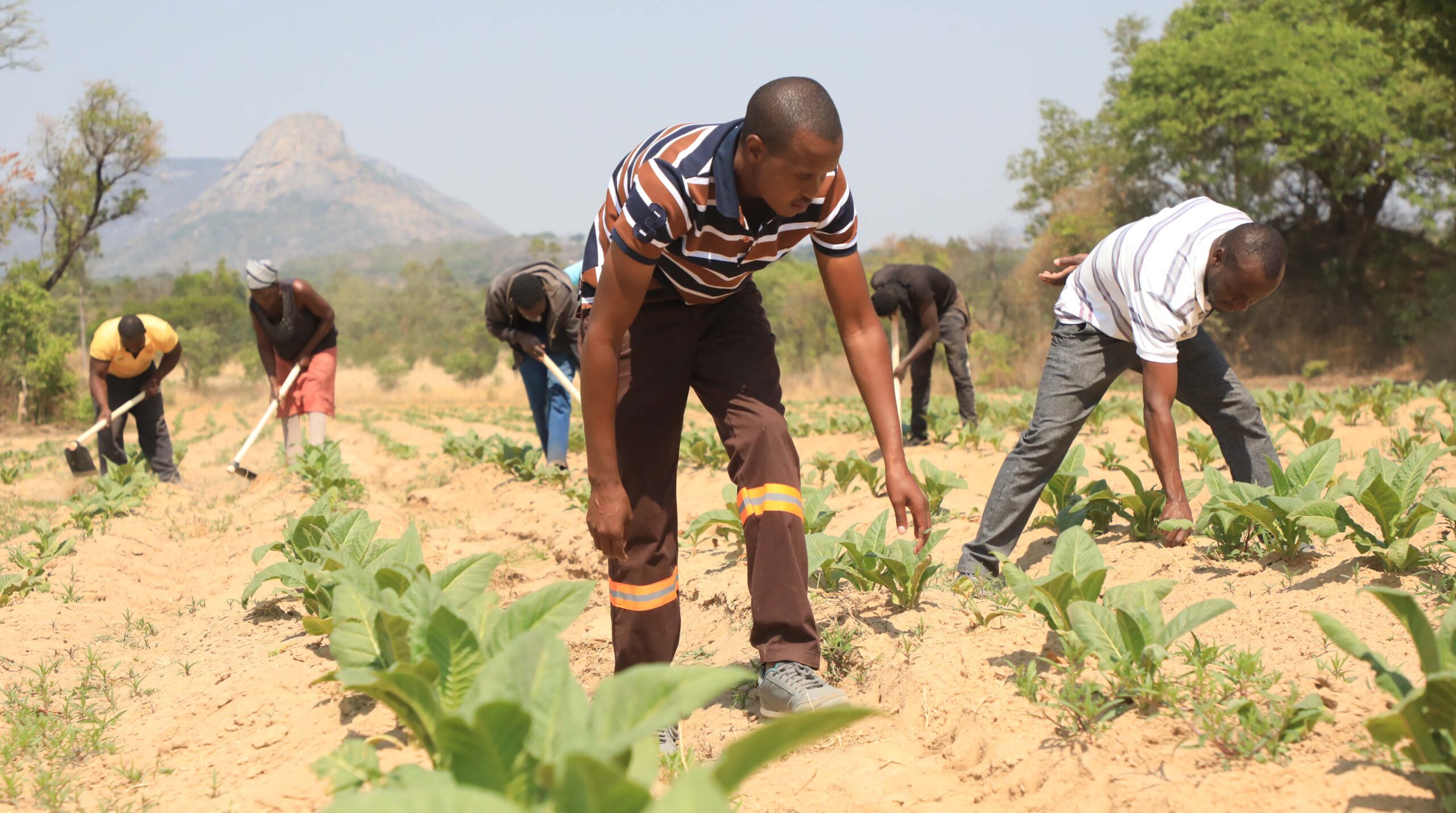 A young farmer’s success story