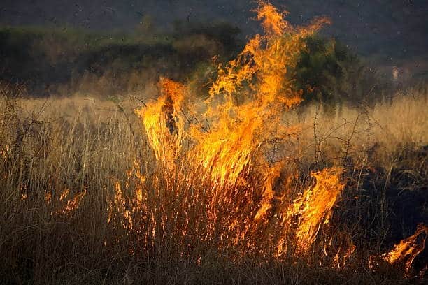 NEW: One million hectares destroyed by fire