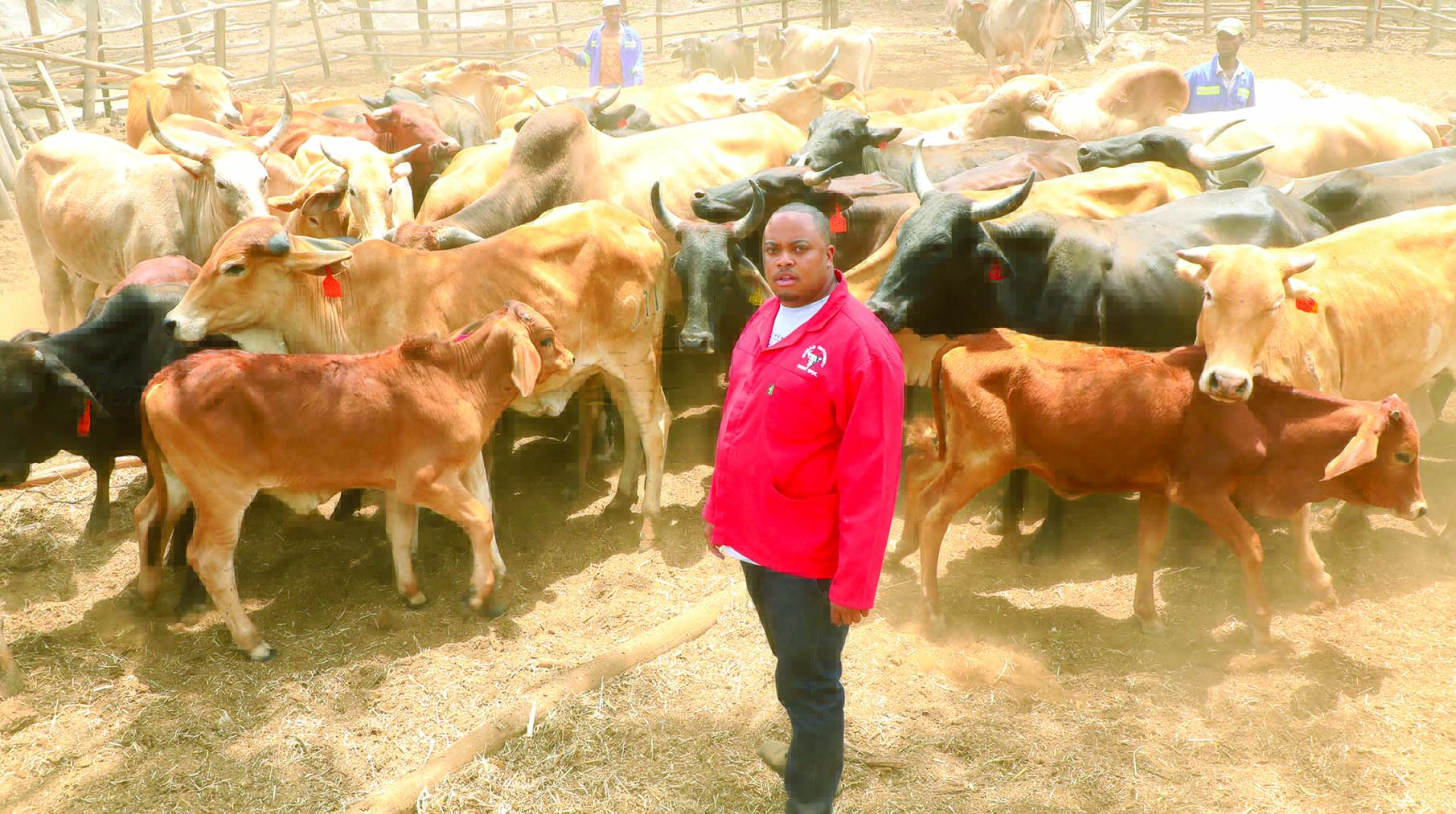 Youthful farmer masters art of cattle ranching