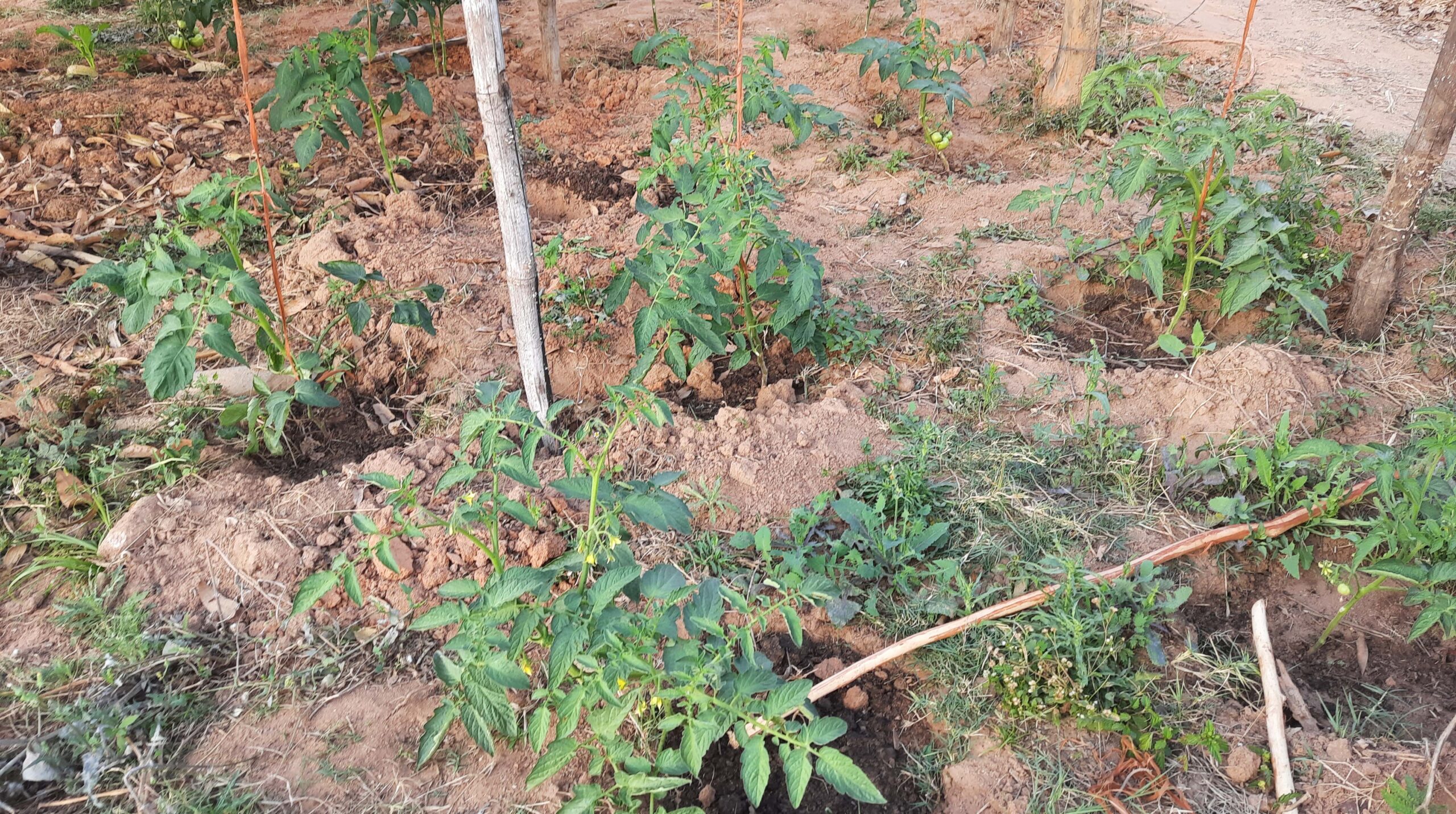 Chirumba High School introduces permaculture