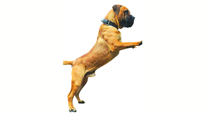 MURDER CHARGES FOR KILLER DOG OWNERS