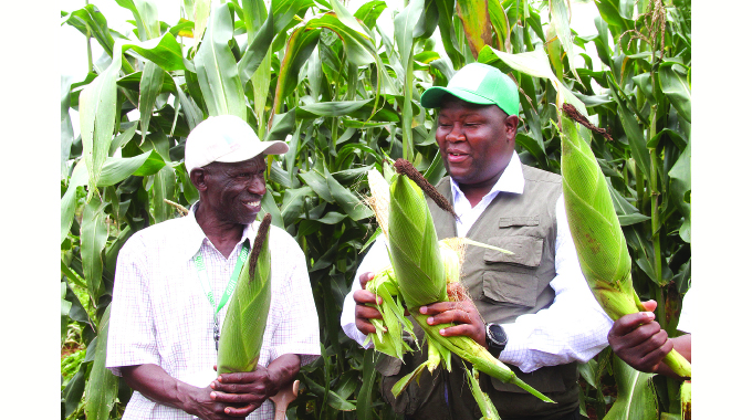 Zim eyes record maize harvest . . . production to hit three million tonnes