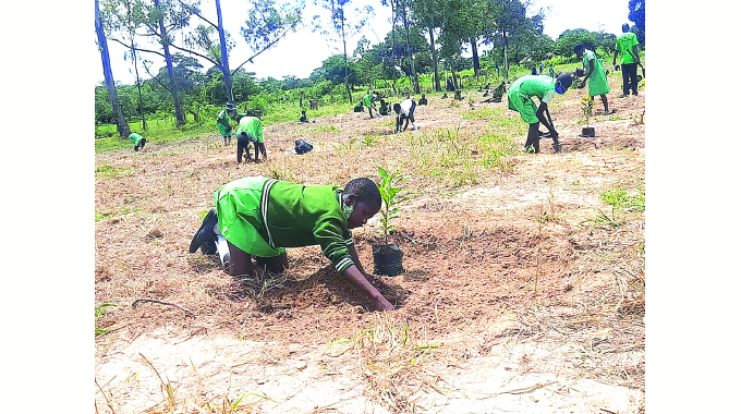 125 million trees planted