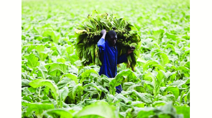 Another bumper tobacco crop