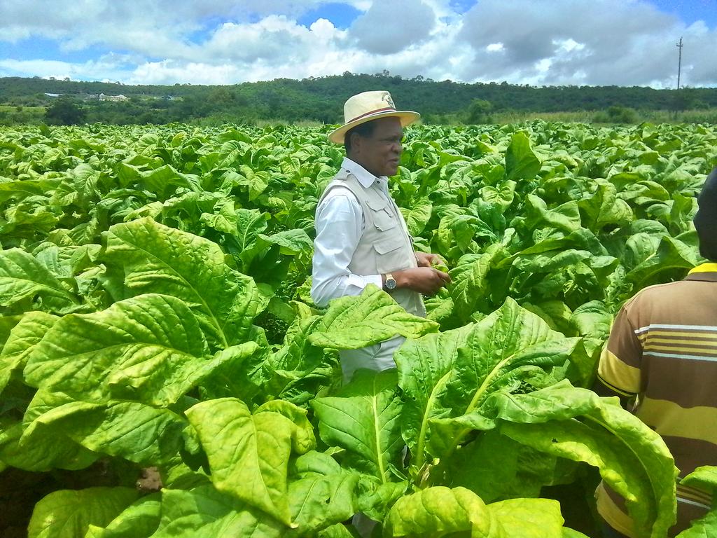Zim’s silent revolution in agriculture