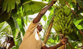 Boosting exports from Manicaland plantations