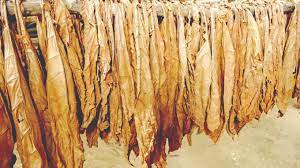 582 nabbed for tobacco side marketing
