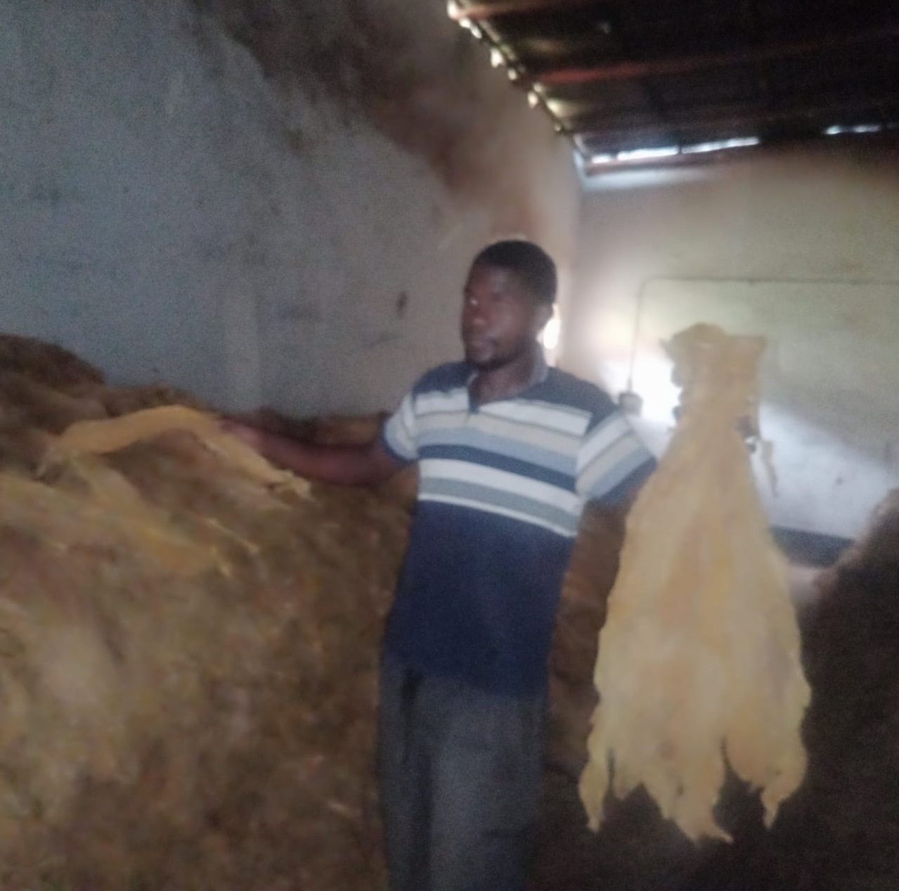 Young farmer with a passion for the golden leaf