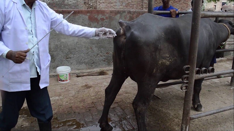 A guide to artificial insemination