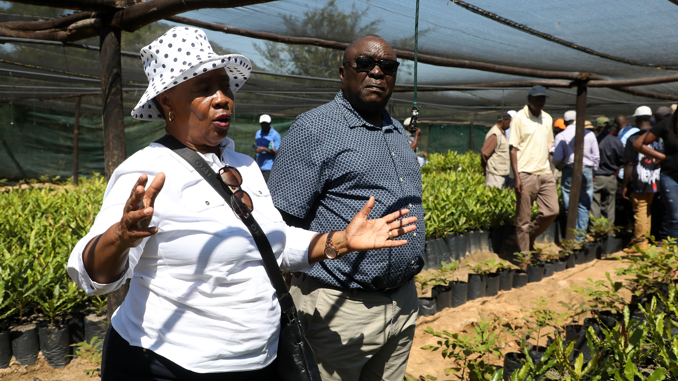 ‘Macadamia nuts can mint millionaires’