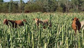 Dealing with nitrate poisoning