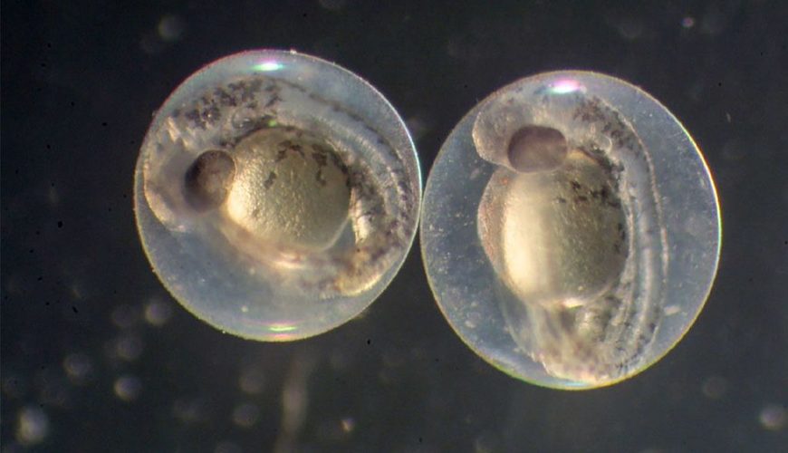 NEW: Scientists have created synthetic human embryos. Now we must consider the ethical and moral quandaries