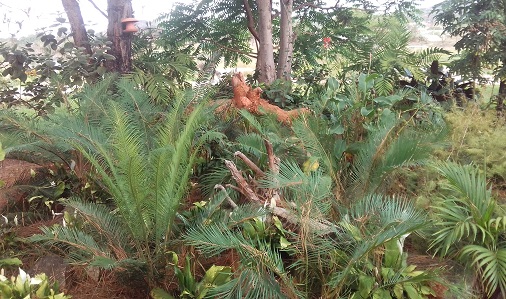 Creating a tropical garden